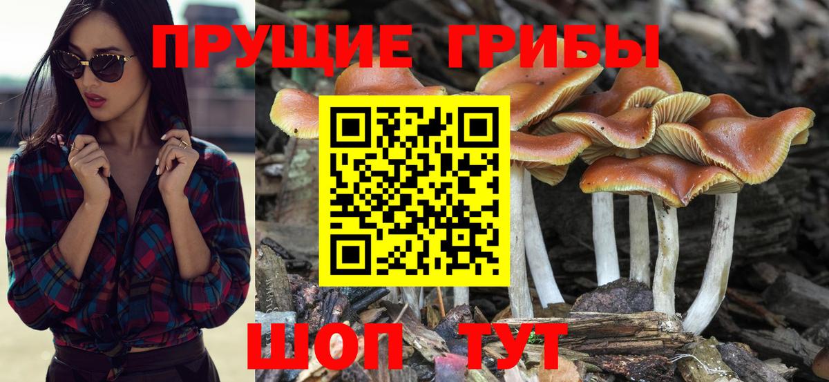 Псилоцибиновые грибы мицелий  Кимовск 